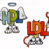 HDL & LDL Cholesterol