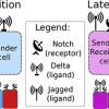 Sender/Receiver Cancer Cells Lure Good Cells to the Dark Side